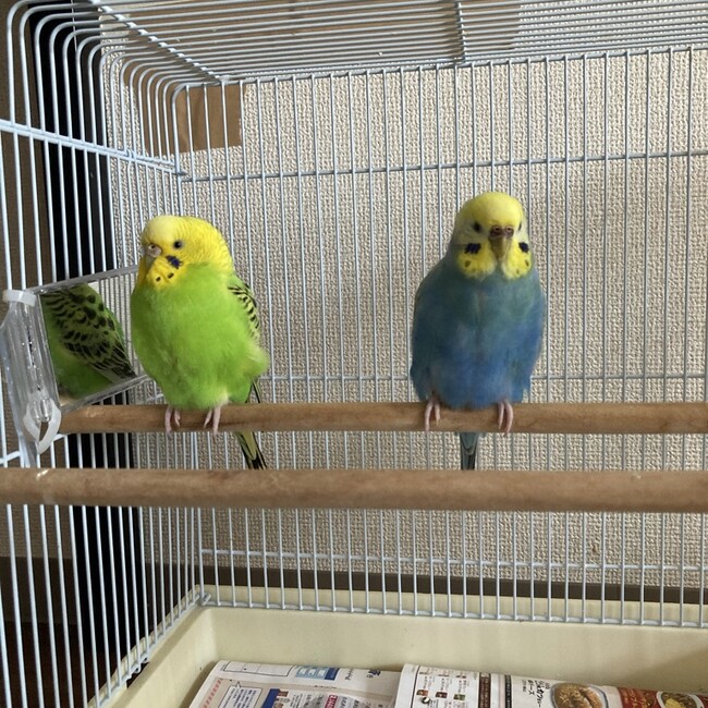 kukupikuのカバー写真
