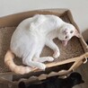優しさの塊『菅田』 サムネイル3