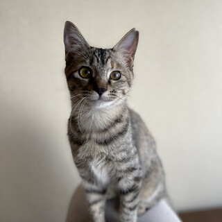 元気イッパイの甘えん坊♡チイニャン