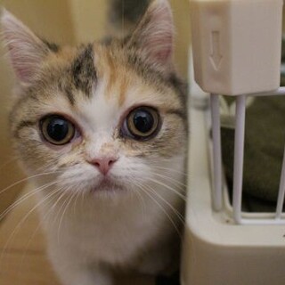 ノエルちゃん　推定4ヶ月