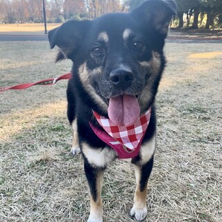 しゃくれ黒柴ミックス女子