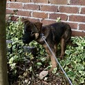 怖がりだけれど穏やかな、ふなゆめちゃん