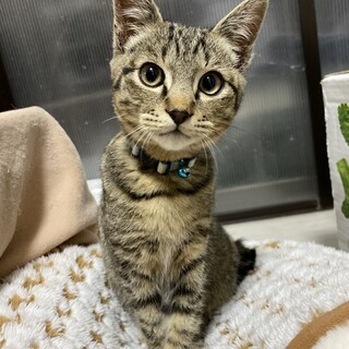 体調不良の為譲渡会欠席です。チム君♬　去勢済み