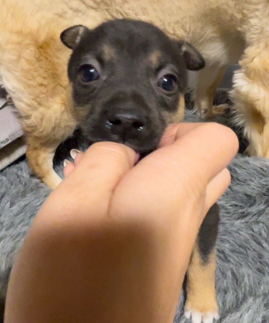 ８週齢　翡翠くん✨おっとりさん サムネイル2