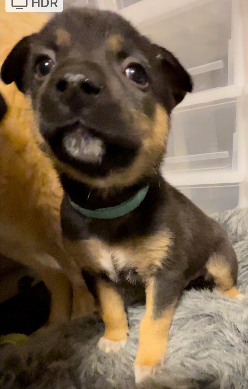 ８週齢　翡翠くん✨おっとりさん サムネイル5