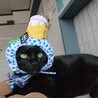マシュマロボディの黒猫『ちょこら』 サムネイル2