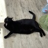 マシュマロボディの黒猫『ちょこら』 サムネイル4