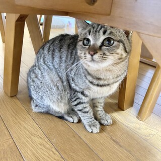 避妊済み　キジトラの女の子