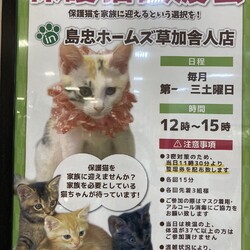 保護猫譲渡会