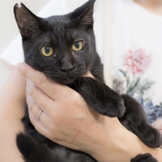 ノリノリ♫黒猫のサンバ