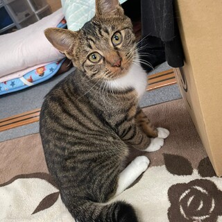 里親さん決定！抱っこが大好きな『シンバ君』です