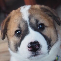 縁の会主催：犬猫譲渡会