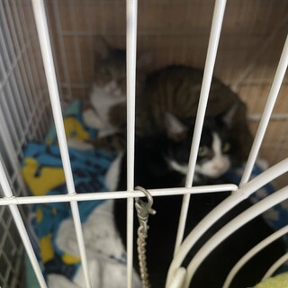 里親さん決定『シンバ君』の妹、しろくろちゃんです