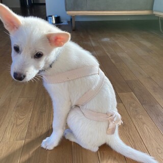優しい穏やかな男の子、スノー君