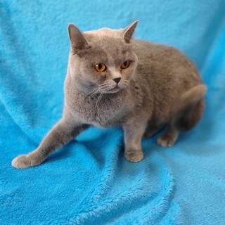 ブリティッシュショートヘアーラブちゃんです