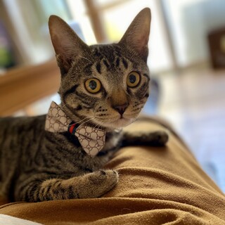 【兄弟で保護】甘えんぼさん♡サツキくん