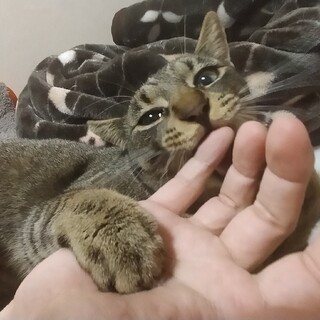 ストーカー気質満点♥部屋中つけて来る「タイガ」君