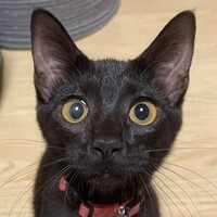 ことき