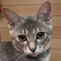 みこと