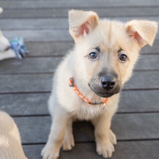 元気いっぱいのお転婆娘、アンジュちゃん