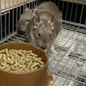 デグー  アグーチ、ブルー里親急募