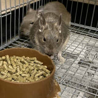 デグー  アグーチ、ブルー里親急募