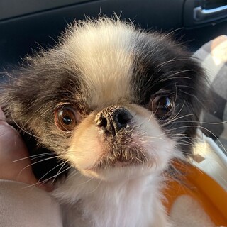 日本狆　明るく元気な5才女の仔ローリエちゃん