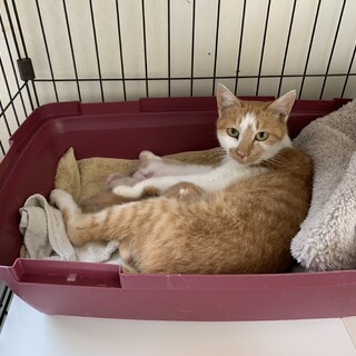 優しくて穏やかなおんぷちゃん♀