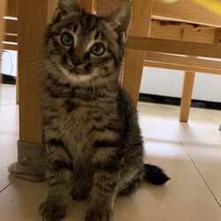 保護ねこ譲渡会 サムネイル3