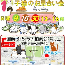 子猫のお見合い会