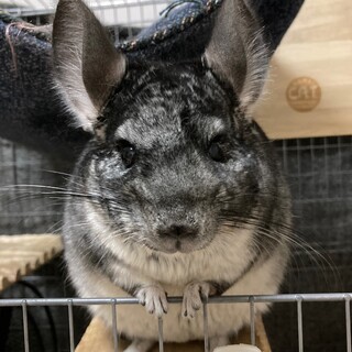 チンチラ（スタンダードグレー）2歳女の子