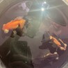 蝶尾 里親募集 サムネイル2