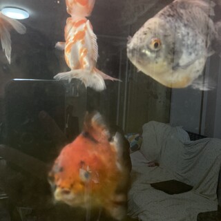 ショートテールオランダ 里親募集