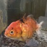 ショートテールオランダ 里親募集 サムネイル3