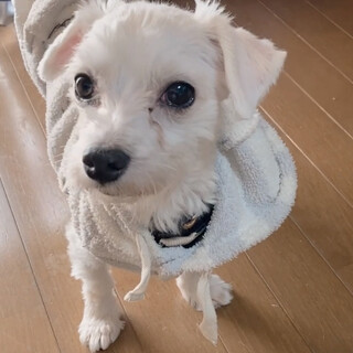とっても人懐っこいマルチーズの男の子