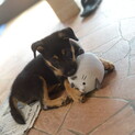 元気な黒柴子犬
