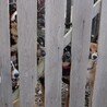 元気な茶芝しのぶ サムネイル3