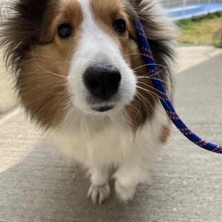 クリーム　♀　シェルティ