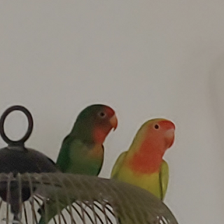 八重桜インコの里親さん募集