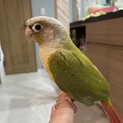 ウロコインコ　2021年6月生まれ