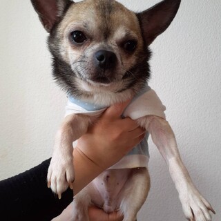 沖縄からやって来た　虎太郎