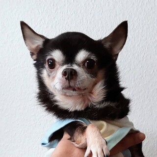 沖縄からやって来た　デイゴ