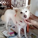 先住の犬がいるお家　家族にしてください