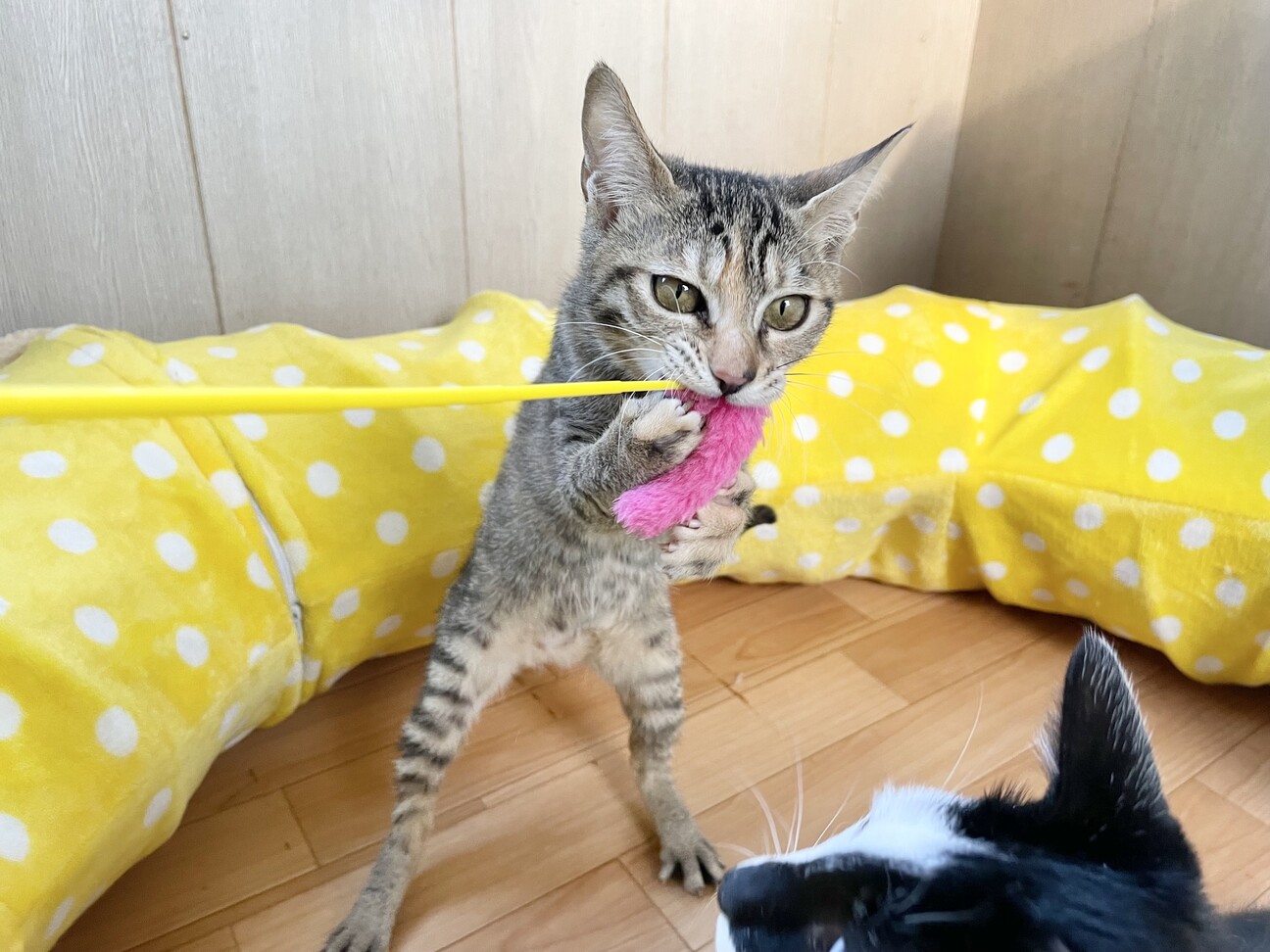 介護者はどこでサポートを得ることができますか?