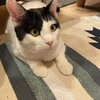 ワカメ、里親さま決定！ありがとうございました♥️