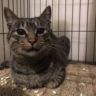 レン、里親さま決定！ありがとうございました♥️