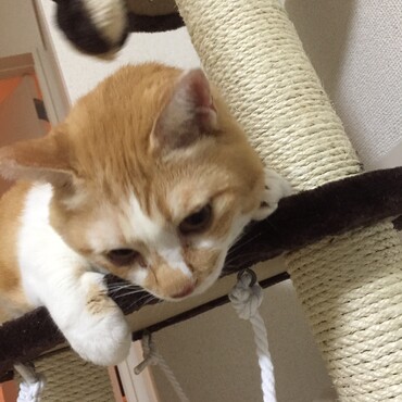 在りし日の愛猫