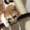 在りし日の愛猫