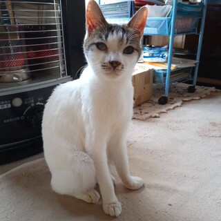 メロ、里親様決定！ありがとうございました♡