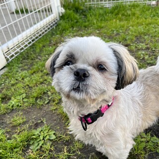 弥生　♀　シー・ズー